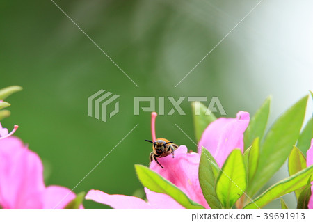 Horse mackerel and flowers Horse mackerel and flowers 39691913