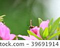 Horse mackerel and flowers 39691914