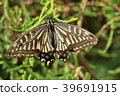 Swallowtail butterfly 39691915