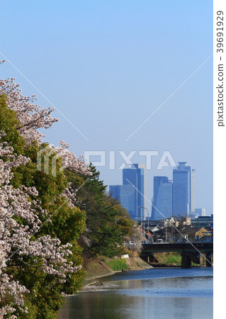 Scenery of Nagoya Station Spring Cherry blossoms seen from Gojogawa 39691929