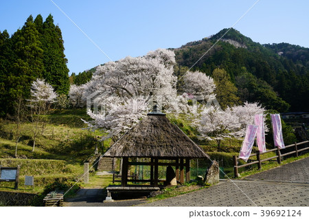 Shiryu-ji寺櫻花 Shiryu-ji寺櫻花 39692124