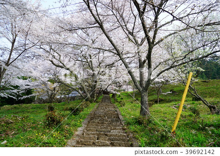 Shiryu-ji寺櫻花 Shiryu-ji寺櫻花 39692142