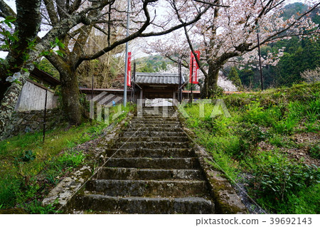 Shiryu-ji寺櫻花 Shiryu-ji寺櫻花 39692143