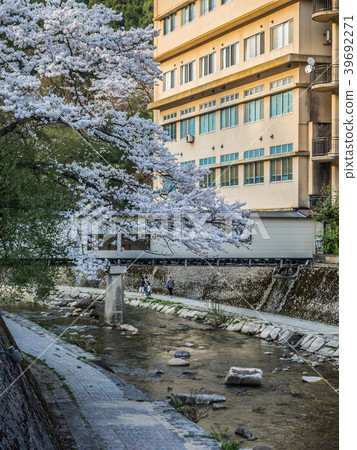 Yumura Onsen, with its cherry blossoms in full bloom 39692271
