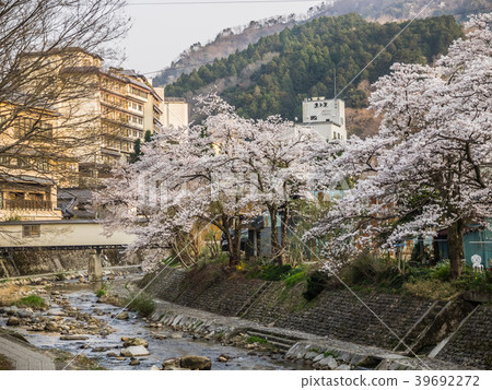 Yumura Onsen, with its cherry blossoms in full bloom 39692272