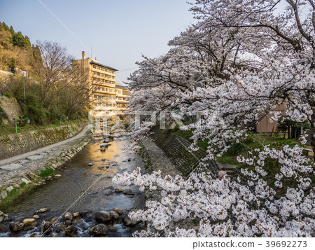 Yumura Onsen, with its cherry blossoms in full bloom 39692273