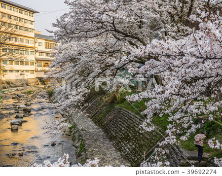 Yumura Onsen, with its cherry blossoms in full bloom 39692274
