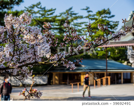 Izumo Taisha,盛開的櫻花盛開 Izumo Taisha,盛開的櫻花盛開 39692491