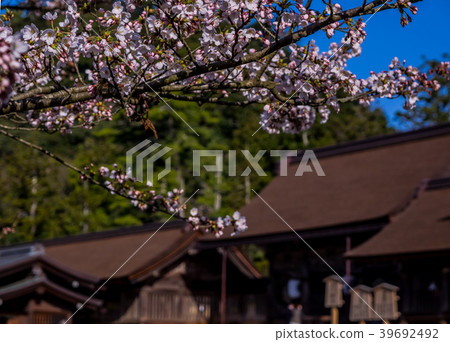 Izumo Taisha, in full bloom with cherry blossoms Izumo Taisha, in full bloom with cherry blossoms 39692492