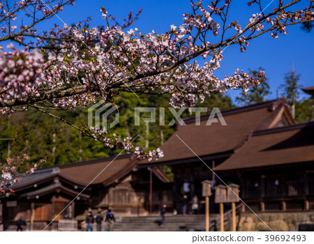 Izumo Taisha,盛開的櫻花盛開 Izumo Taisha,盛開的櫻花盛開 39692493