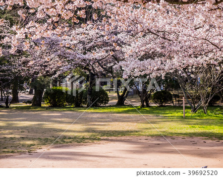 Izumo Taisha, in full bloom with cherry blossoms Izumo Taisha, in full bloom with cherry blossoms 39692520