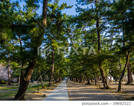 The approach of the solemn Izumo Taisha The approach of the solemn Izumo Taisha 39692522