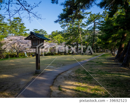 Izumo Taisha,盛開的櫻花盛開 Izumo Taisha,盛開的櫻花盛開 39692523