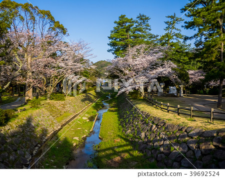 Izumo Taisha, in full bloom with cherry blossoms Izumo Taisha, in full bloom with cherry blossoms 39692524