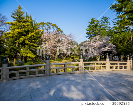 Izumo Taisha, in full bloom with cherry blossoms 39692525