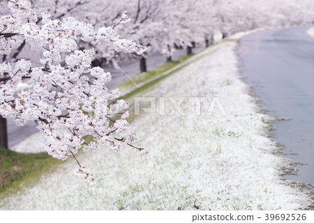 Cherry blossoms and snow Cherry blossoms and snow 39692526