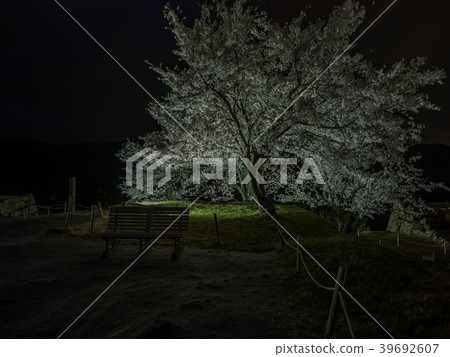 夜櫻花照亮了武田城堡遺址 夜櫻花照亮了武田城堡遺址 39692607