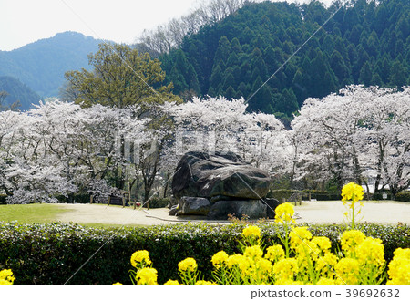 Asuka stone stage cherry blossoms old tomb 39692632
