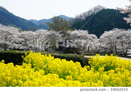 Asuka stone stage cherry blossoms old tomb 39692633