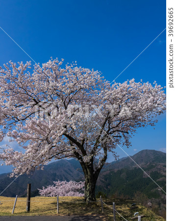在盛開的武田城堡廢墟與櫻花 39692665