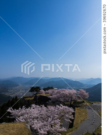 Takeda Castle ruins in full bloom with cherry blossoms 39692670