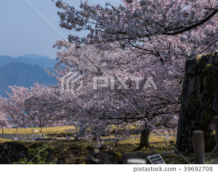 Takeda Castle ruins in full bloom with cherry blossoms Takeda Castle ruins in full bloom with cherry blossoms 39692708