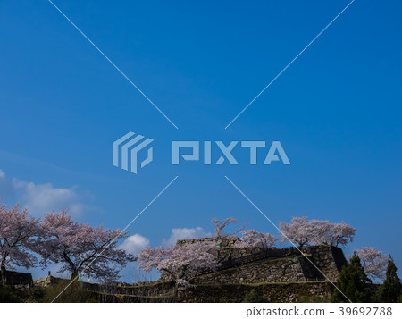 在盛開的武田城堡廢墟與櫻花 在盛開的武田城堡廢墟與櫻花 39692788