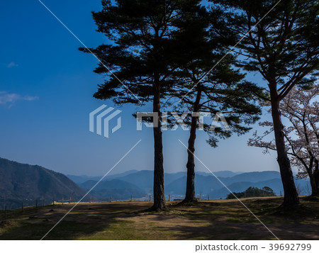 Takeda Castle ruins in full bloom with cherry blossoms Takeda Castle ruins in full bloom with cherry blossoms 39692799