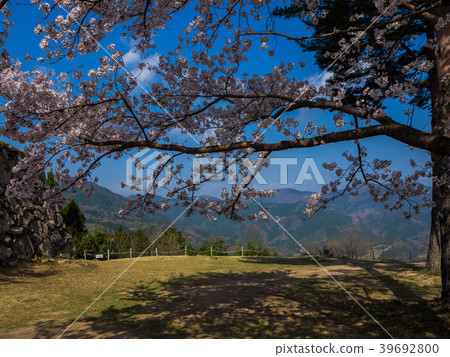 Takeda Castle ruins in full bloom with cherry blossoms Takeda Castle ruins in full bloom with cherry blossoms 39692800