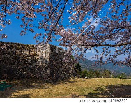 Takeda Castle ruins in full bloom with cherry blossoms Takeda Castle ruins in full bloom with cherry blossoms 39692801