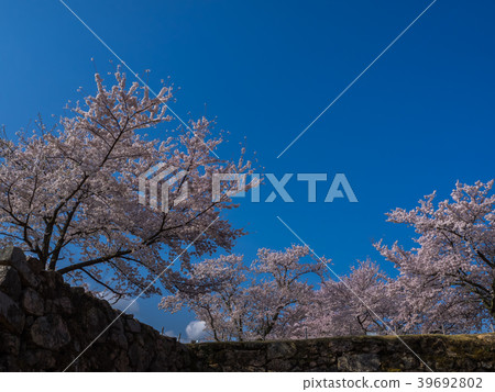 Takeda Castle ruins in full bloom with cherry blossoms Takeda Castle ruins in full bloom with cherry blossoms 39692802