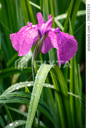 Flowers of irises 39692819