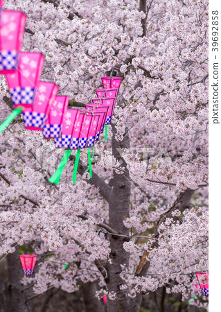 櫻花和燈籠 櫻花和燈籠 39692858