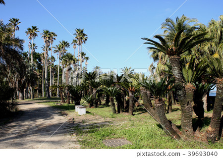 Miyako Botanik Garden Aoshima (Miyazaki Prefectural Aoshima Subtropical Botanical Garden) A botanical garden full of tropical mood Miyako Botanik Garden Aoshima (Miyazaki Prefectural Aoshima Subtropical Botanical Garden) A botanical garden full of tropical mood 39693040