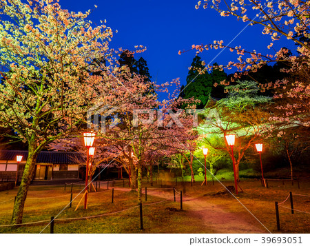Izushi Castle night cherry blossom light up 39693051