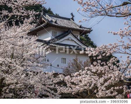 Izushi Castle ruins of full bloom cherry blossoms Izushi Castle ruins of full bloom cherry blossoms 39693096