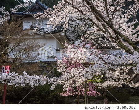 Izushi Castle ruins of full bloom cherry blossoms Izushi Castle ruins of full bloom cherry blossoms 39693098