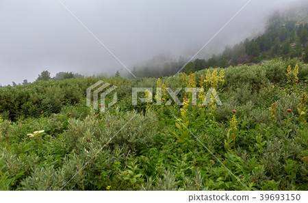 Wild vegetation in the fog in Altai Krai mountains 39693150