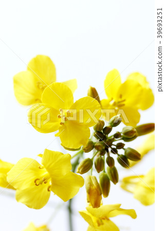 Rape blossoms 39693251