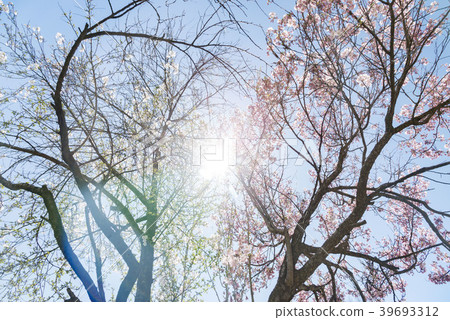 北海道札幌的櫻花 39693312