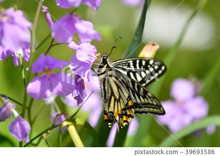 Butterfly and radish 39693586