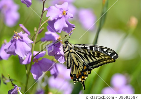 Butterfly and radish 39693587