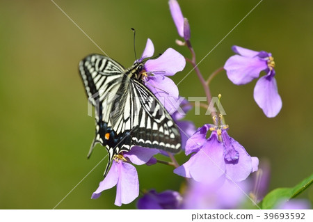 Butterfly and radish 39693592