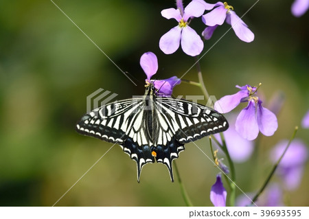 Butterfly and radish 39693595