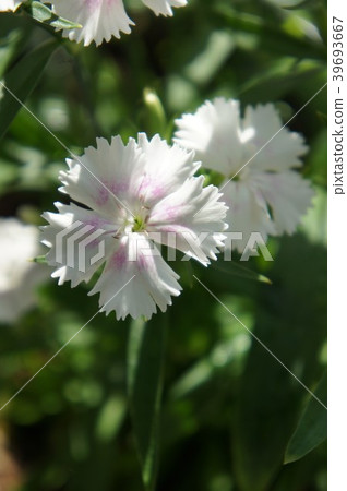 坎皮恩 坎皮恩 39693667