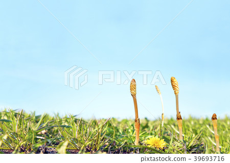 Wild grass and brushstrokes crowded against the blue sky 39693716