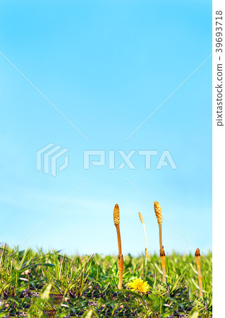 Wild grass and brushstrokes crowded against the blue sky 39693718