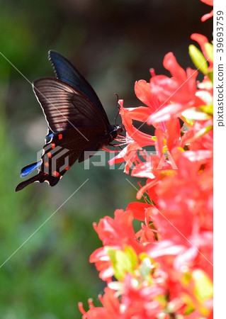 烏鴉燕尾和盛開的玫瑰 39693759