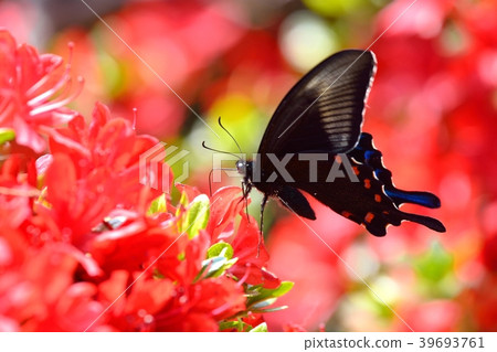 A crow swallowtail and a rose in full bloom 39693761