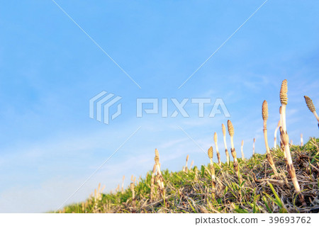 Wild grass and brushstrokes crowded against the blue sky 39693762